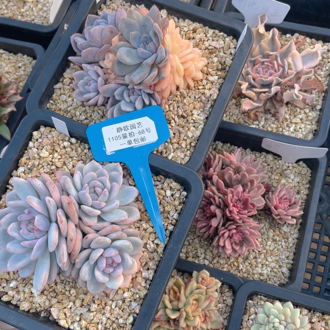 1105-68-梦露锦福利捡漏一颗