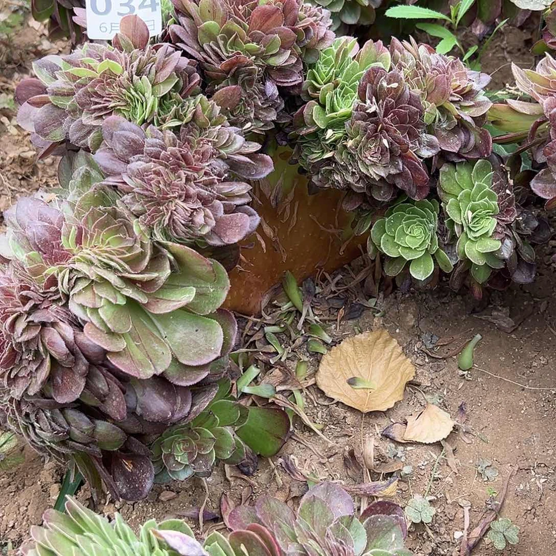 6.13-34花月夜缀多肉植物5