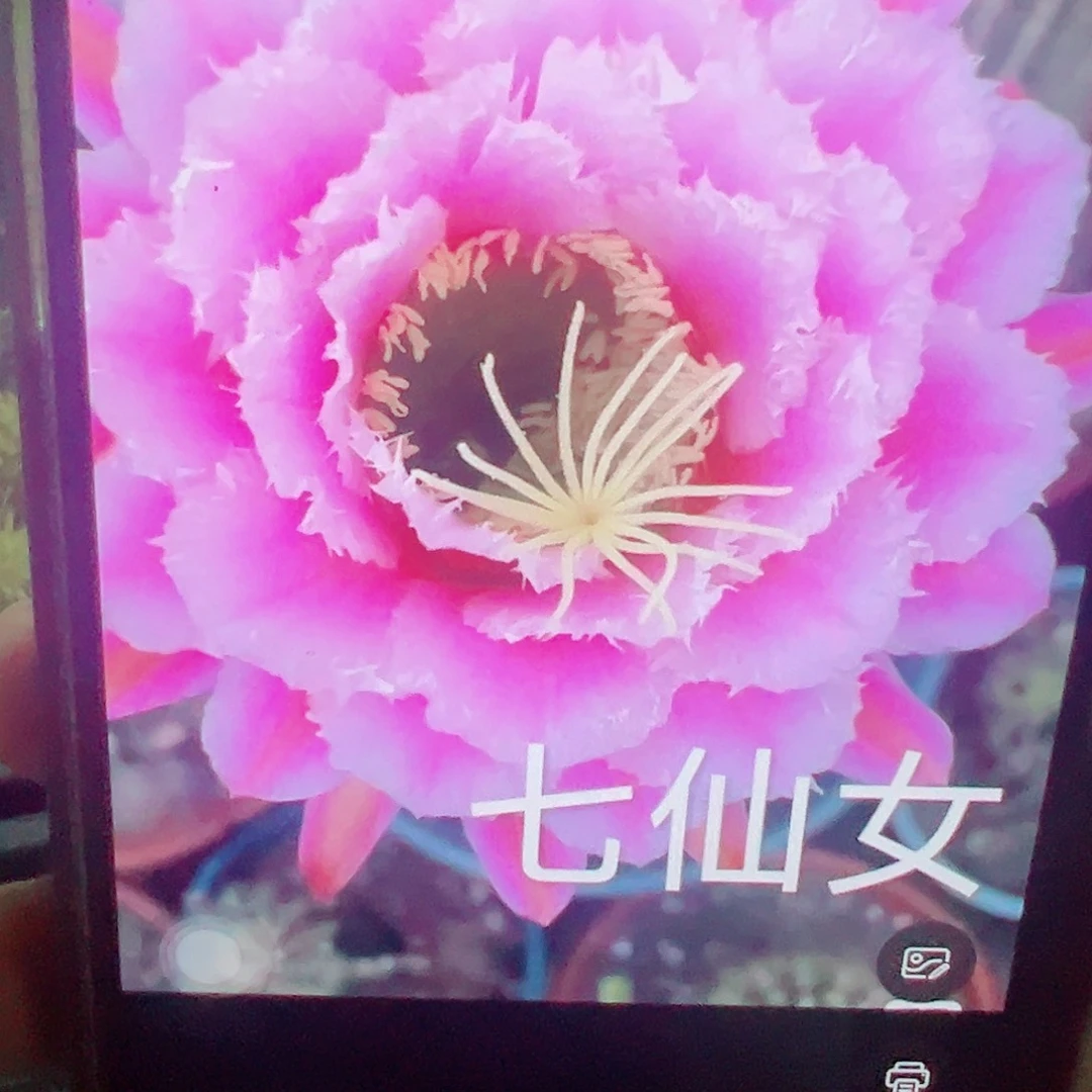毛花柱 七仙女 侧芽 满20包邮