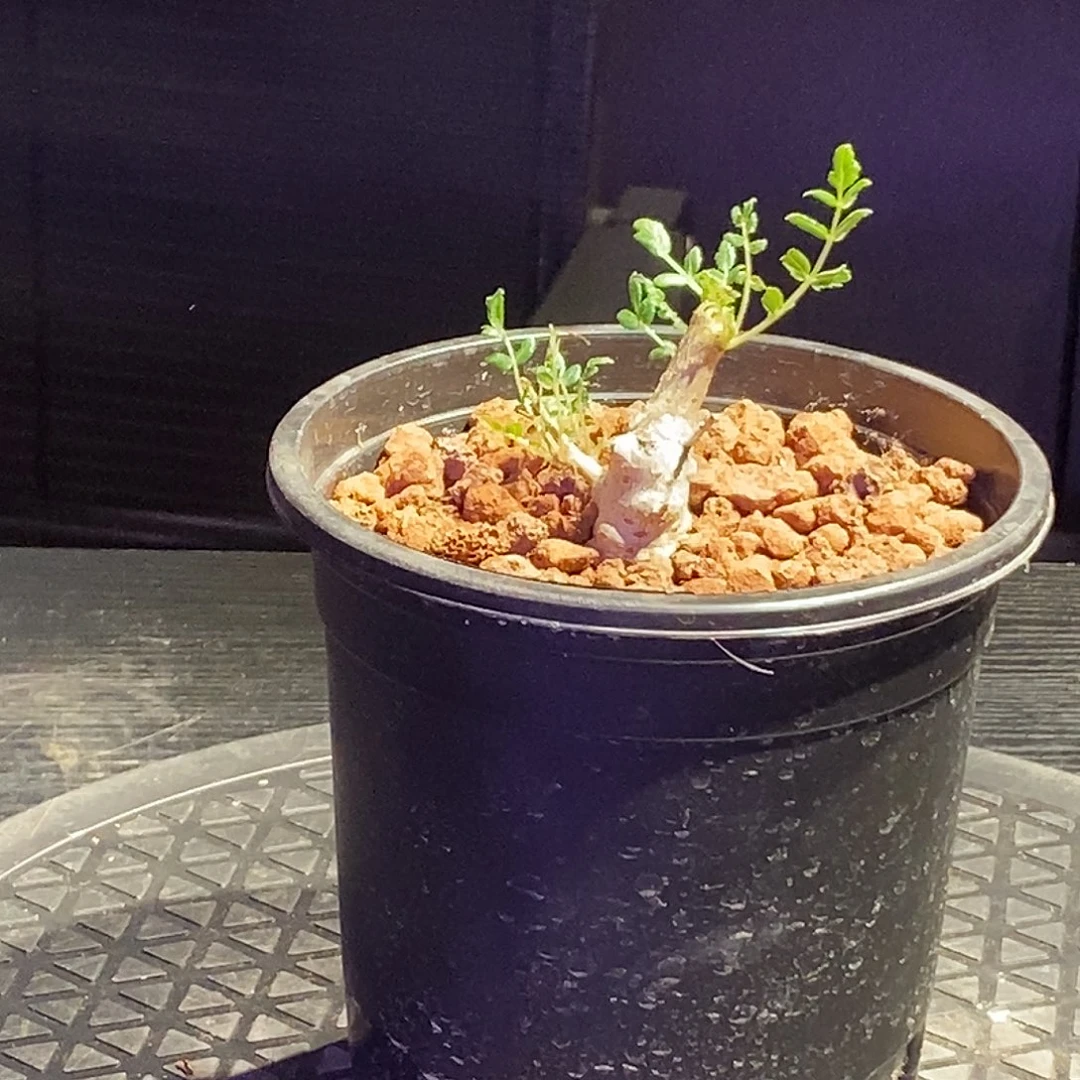 尼勒达生一个一个