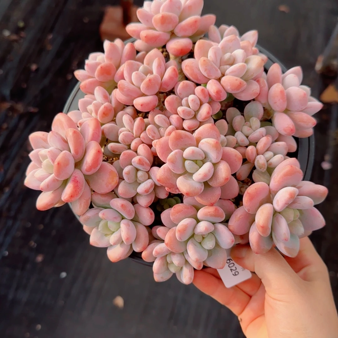 洛神无砍，6029多肉植物