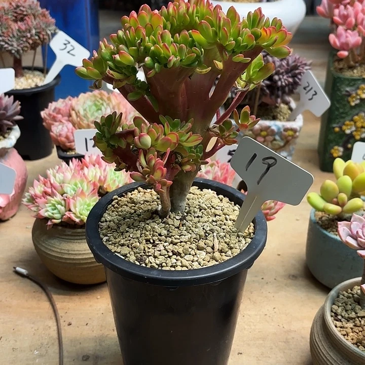 多肉植物，宝珠缀19号