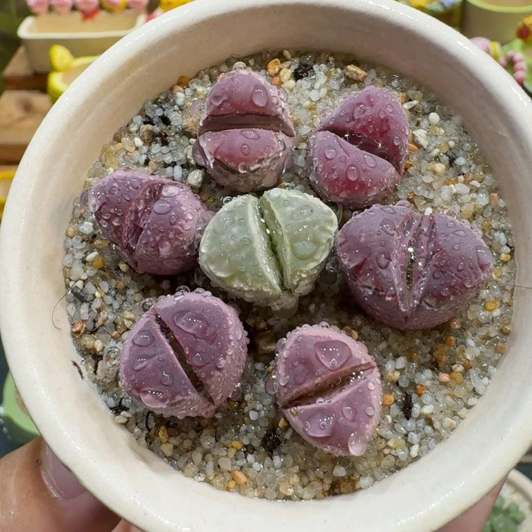 蘑菇1148红大内多肉植物