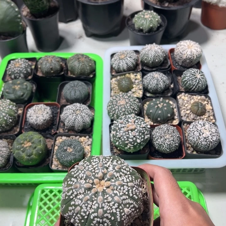 兜球竞拍不退不换