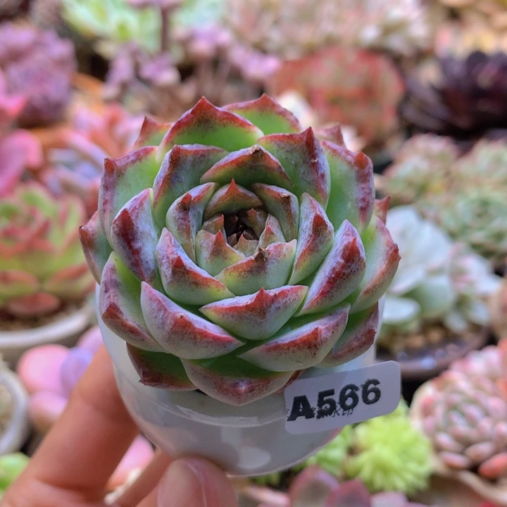 一物一拍含盆土满38包邮A566