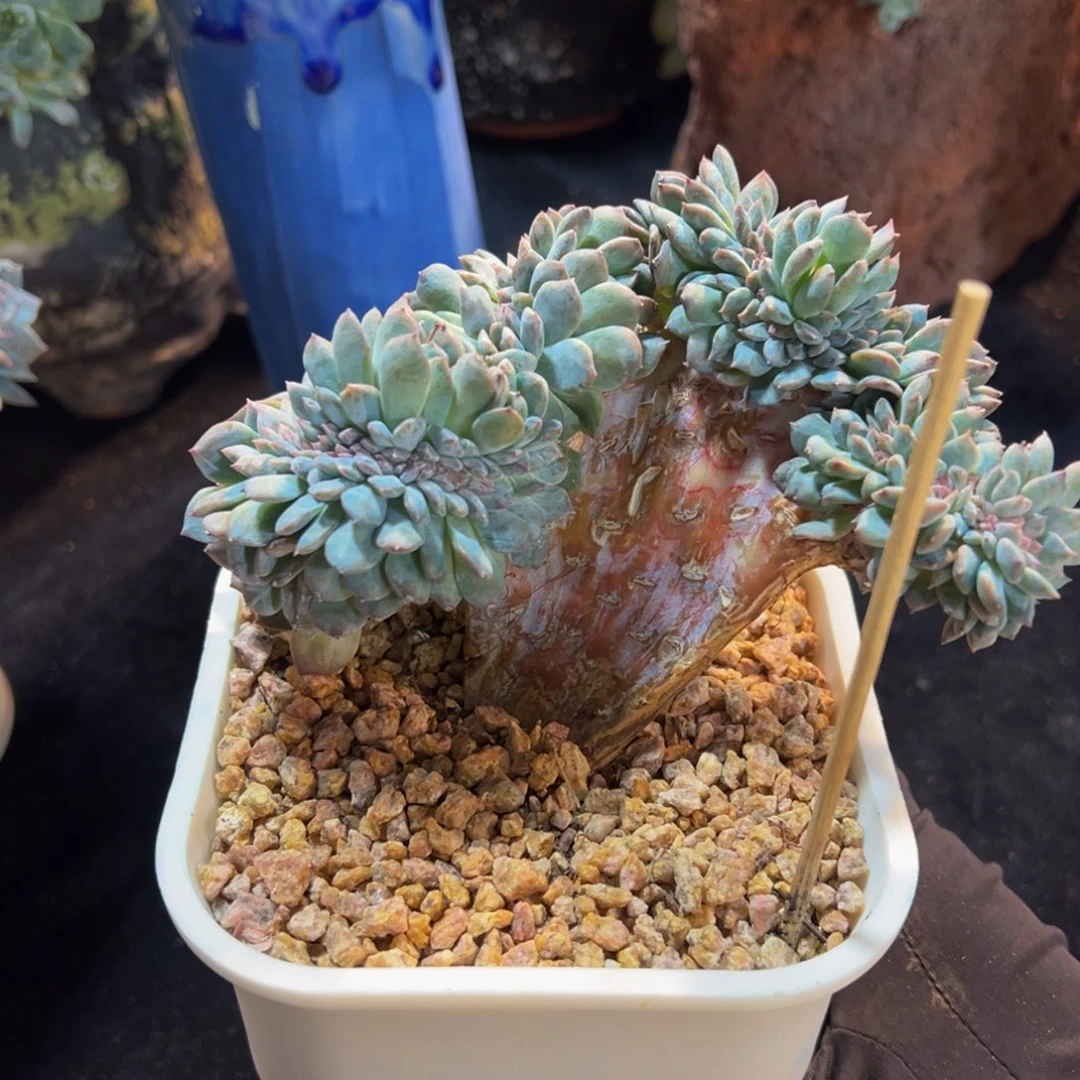 紫心琥珀缀瑕 天天开心