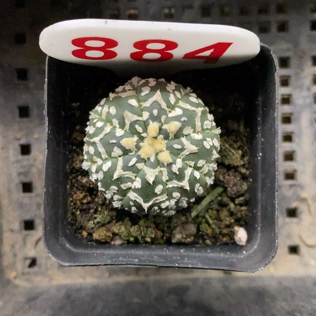 884福利特价来了来