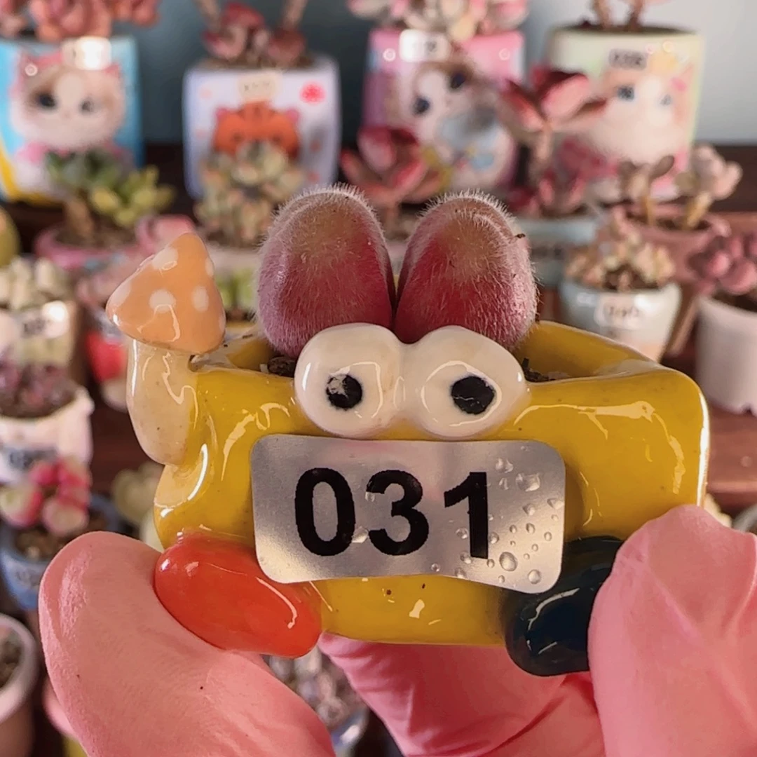 可爱小毛翠 盆口2cm