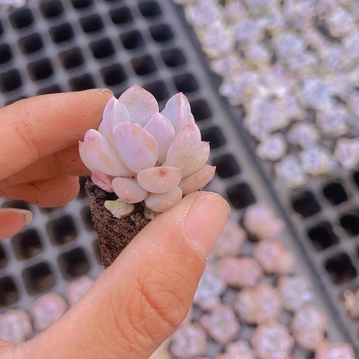 精品韩版橙梦露多肉