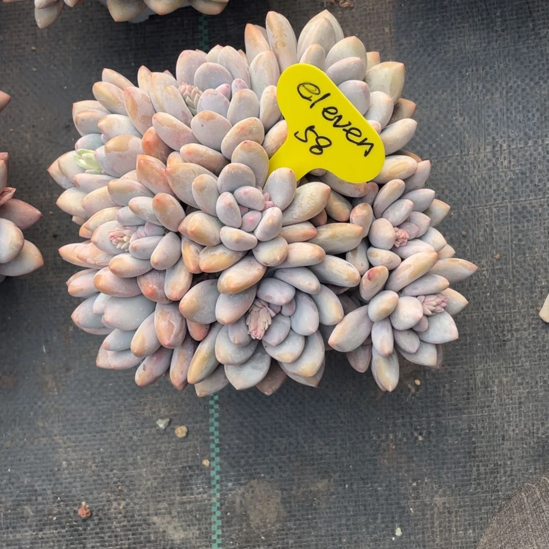 ?****1奶酪体香水群生无砍58