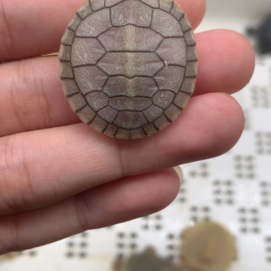 不分公母巴西彩龟