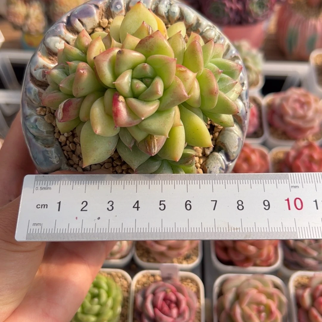 ?****^357 多肉植物组合盆栽