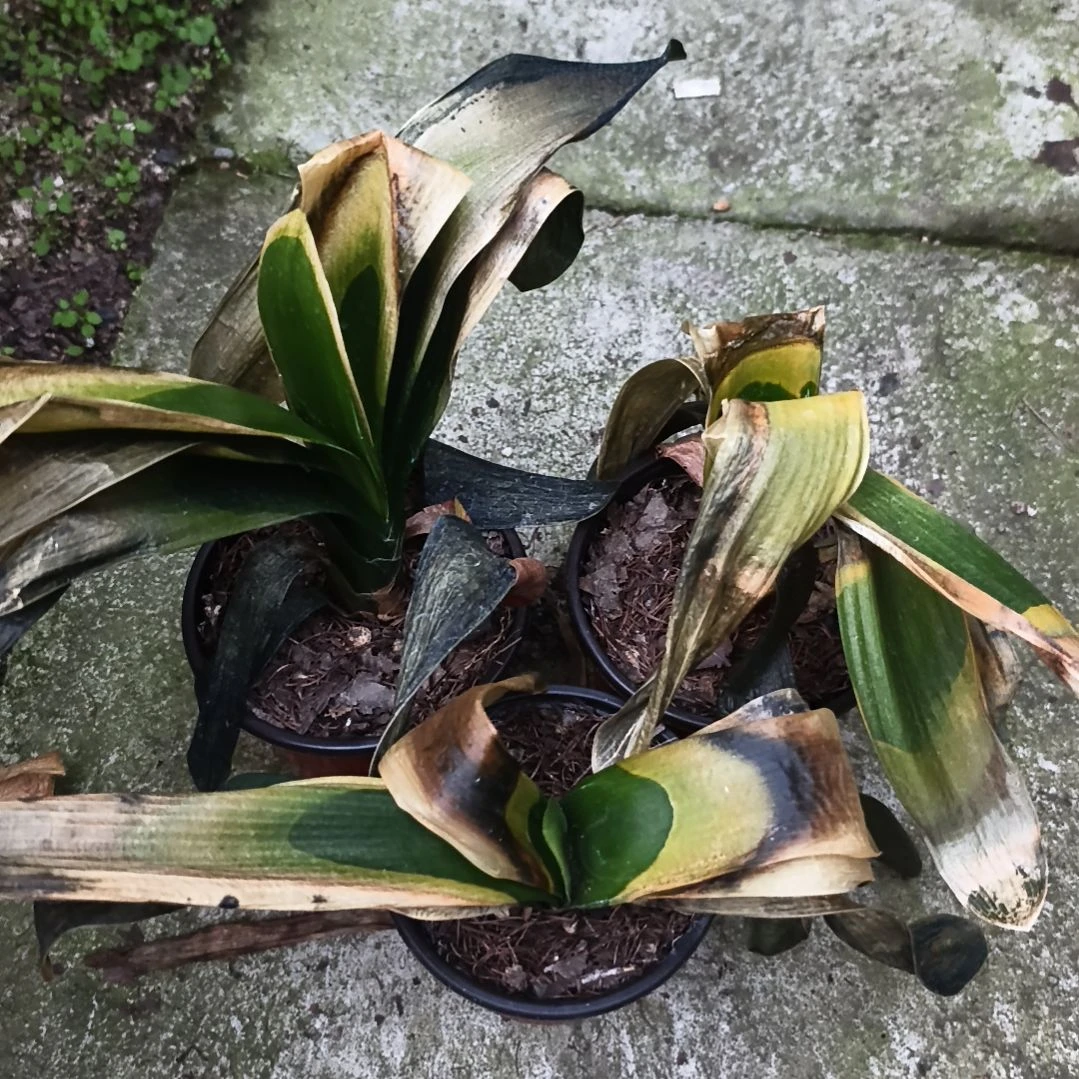 齐***有完全开放盲盒大苗残叶特惠三棵