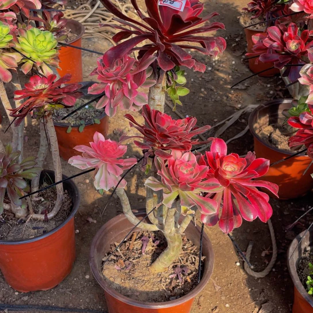 408鲜花老桩嫁接妖桩