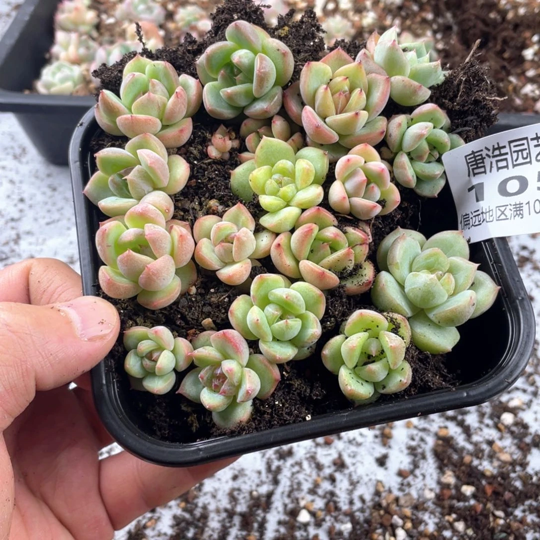 ᥫ****麦秆杂冰玉一物一拍105