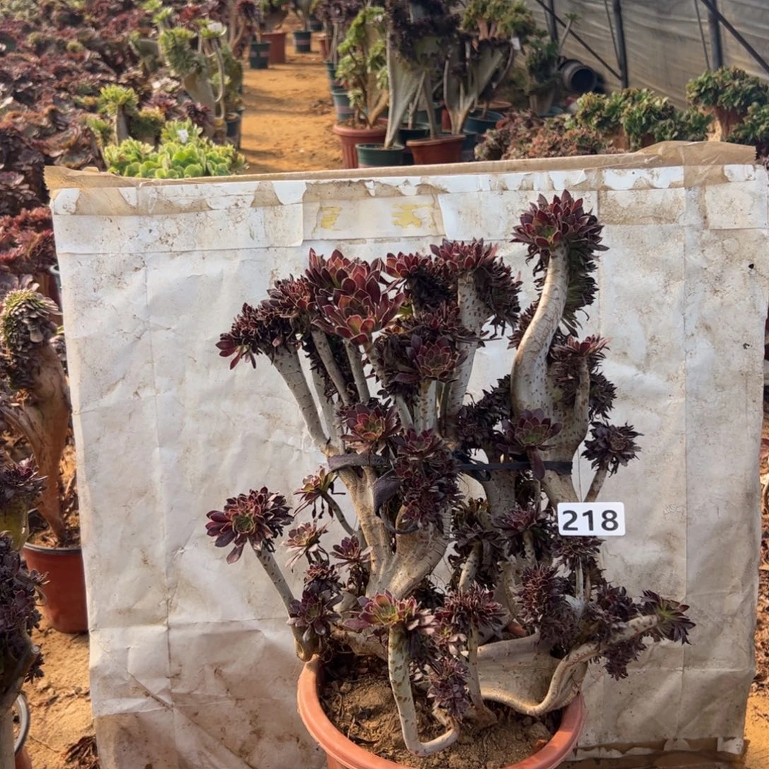 有伤黑缀218高38厘米