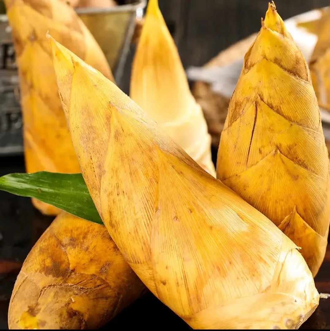 （顺丰包邮）冬笋新鲜笋现挖竹笋尖正宗