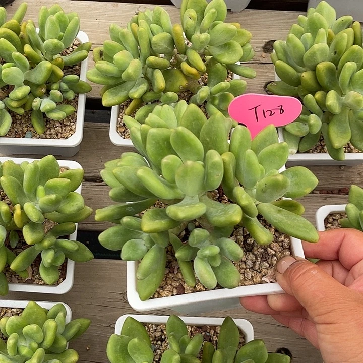 芒果美人多肉植物128