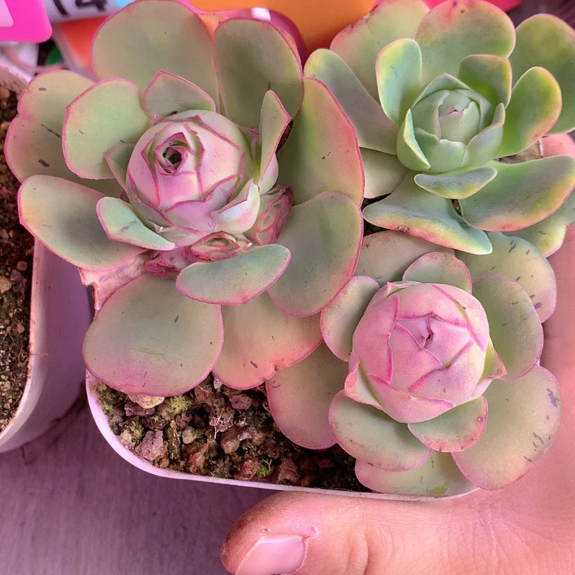 【闪购商品】yjj350