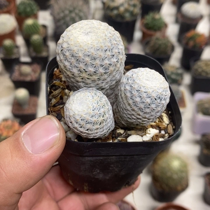 白鸟群特价福利包邮