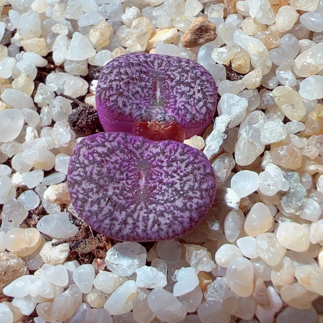 604-445多肉密纹安贞