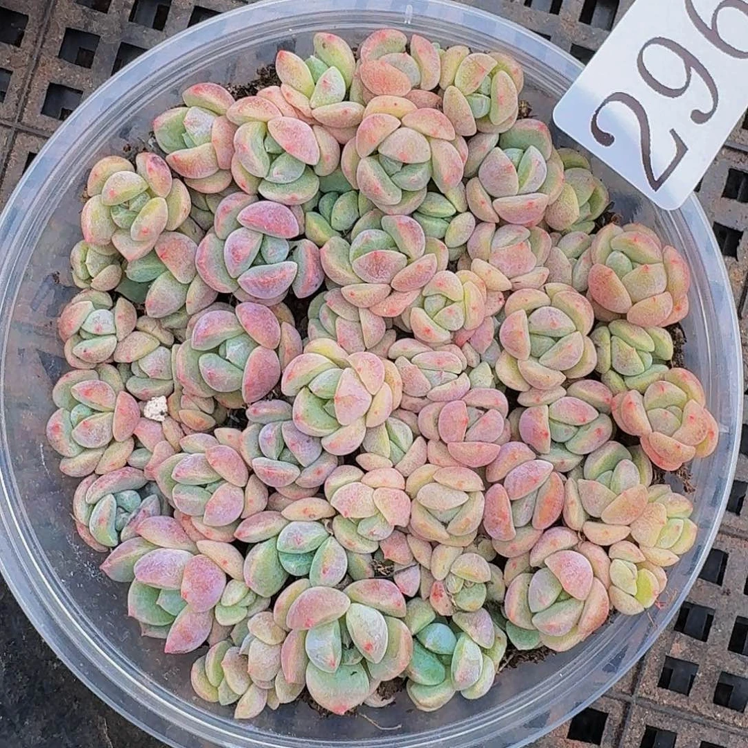 多肉植物多肉植物296