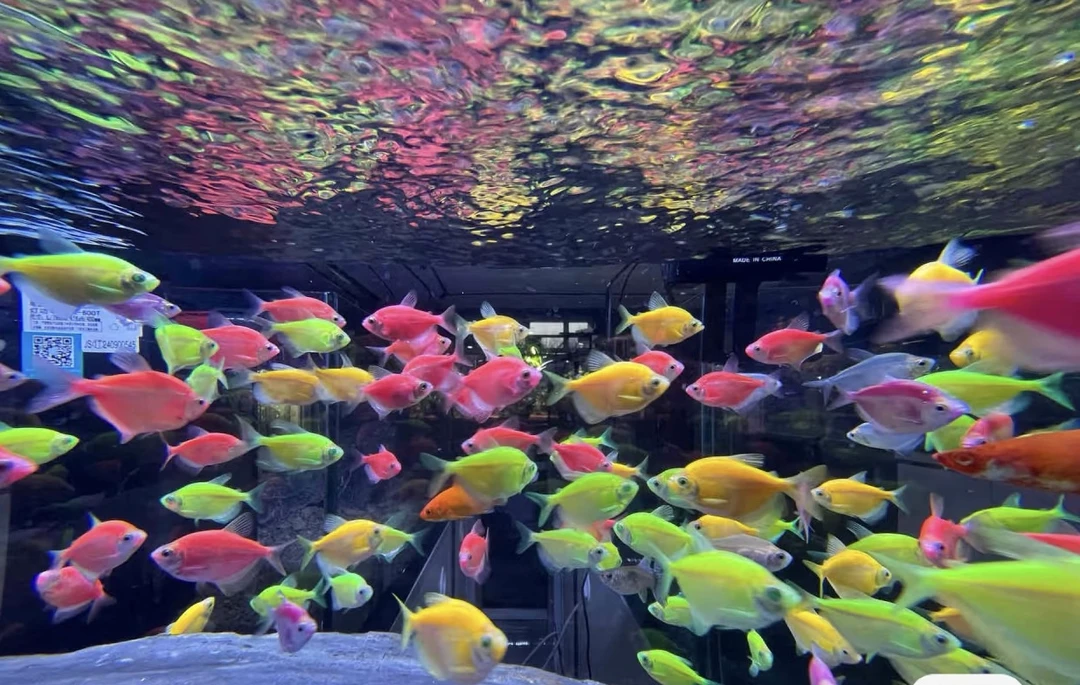 （无白色）全彩色大号天使鱼淡水小型热带观赏鱼新手好养耐活