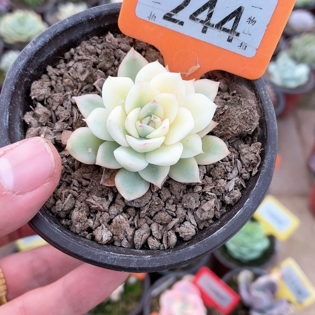 【闪购商品】244号