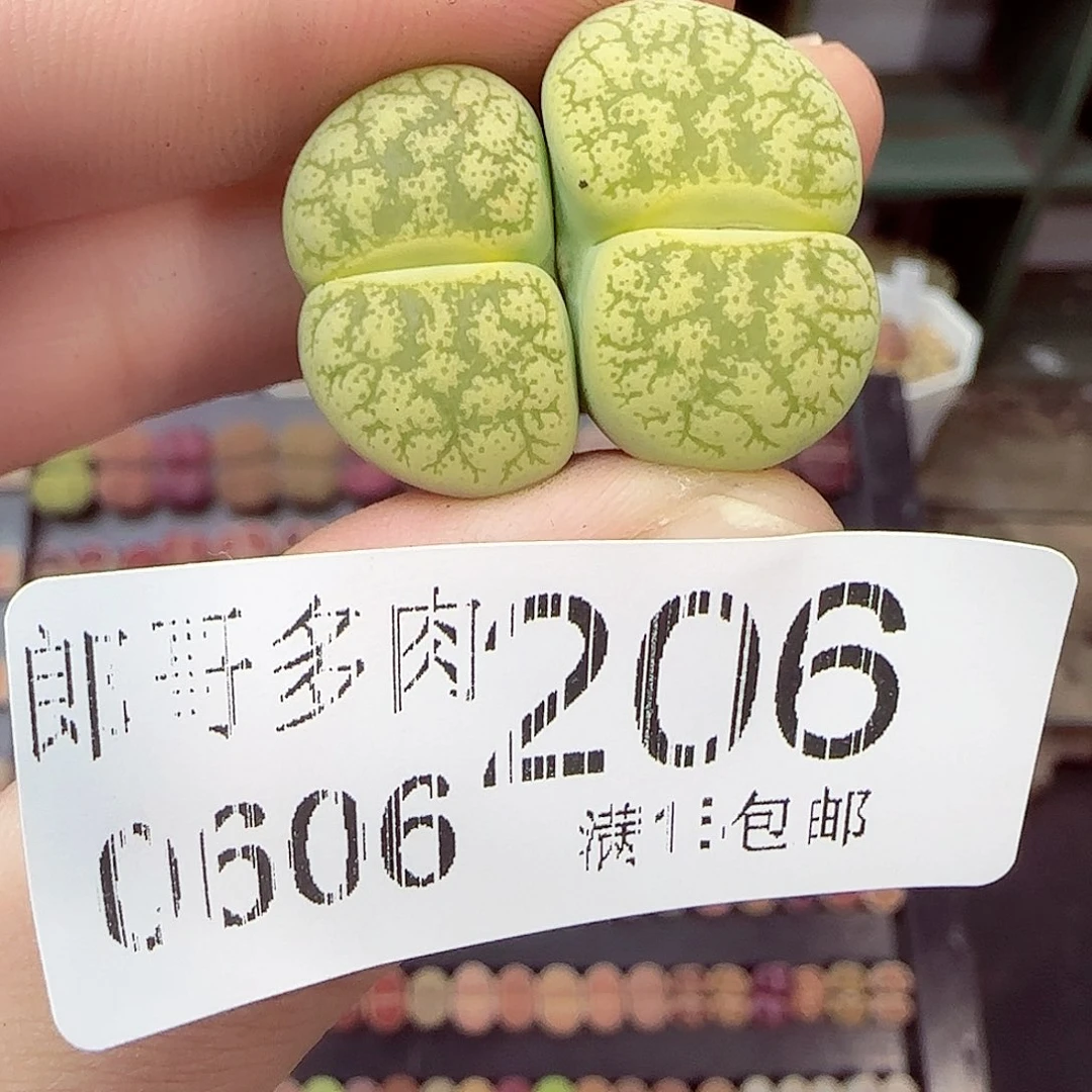 满18包邮0606-206绿箭