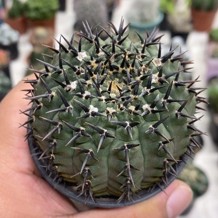 实生黑刺凤头特价