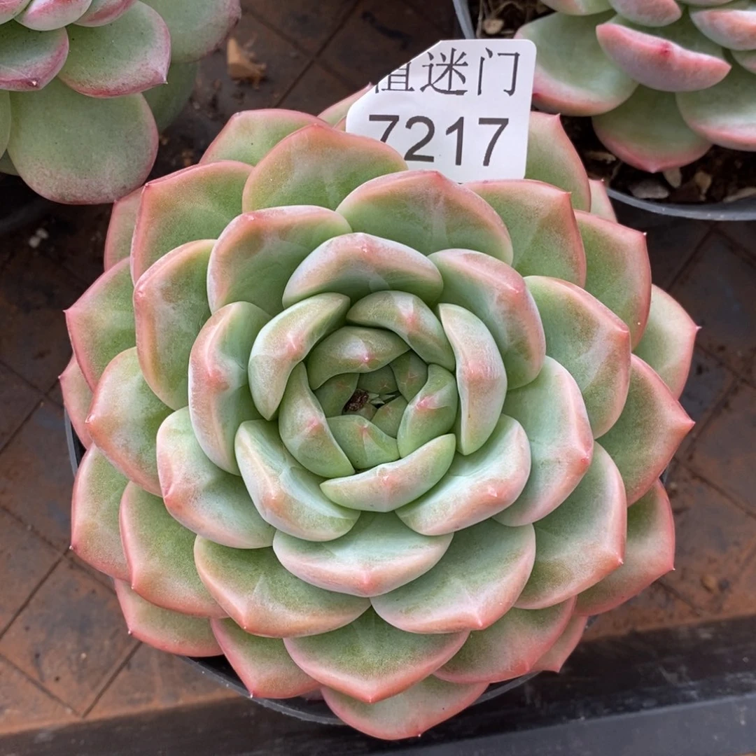 雨***空杂交精品多肉7217~12厘米