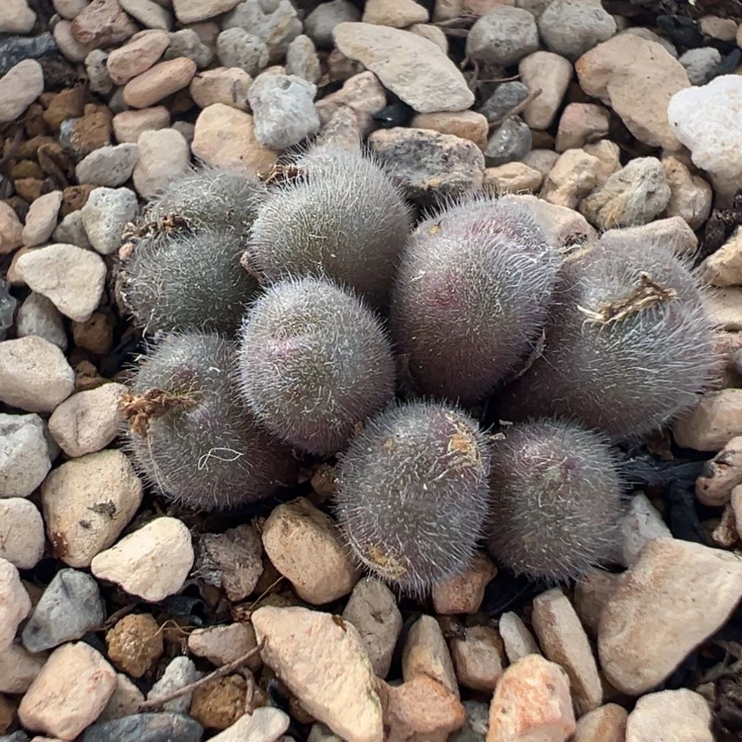 528多肉植物种类多样