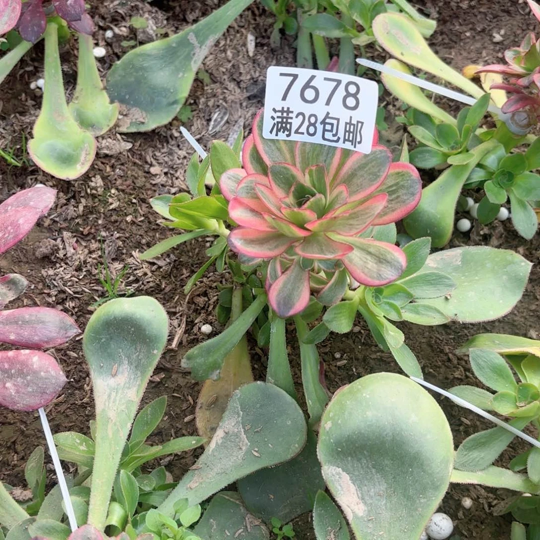 B. 7678玫瑰锦多肉