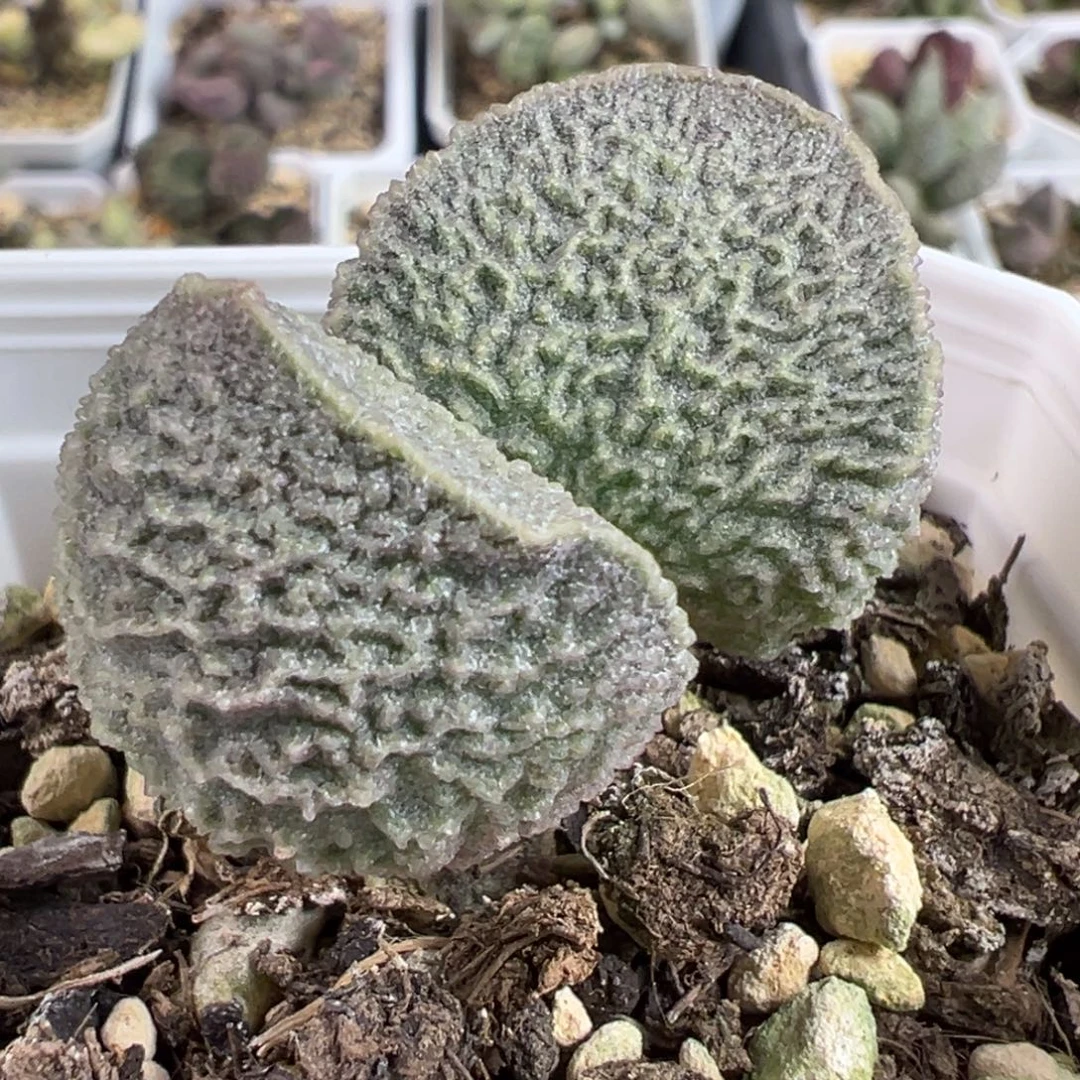实生新品单头纯木质桩多肉植物水泡