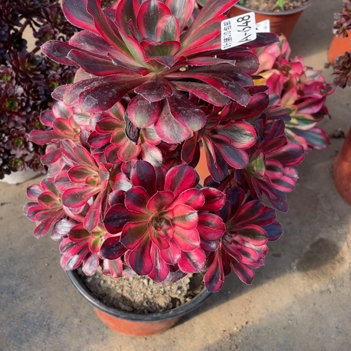 648香多肉12345675多肉