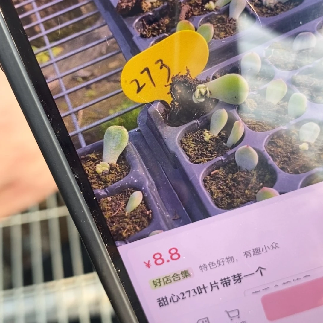 穴盘甜心273叶片带芽一个多肉