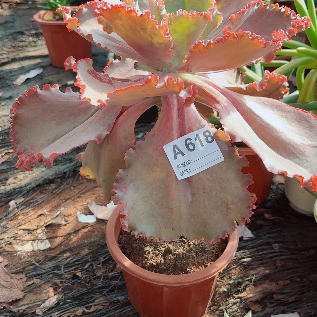 白***。法国皇后多肉618号