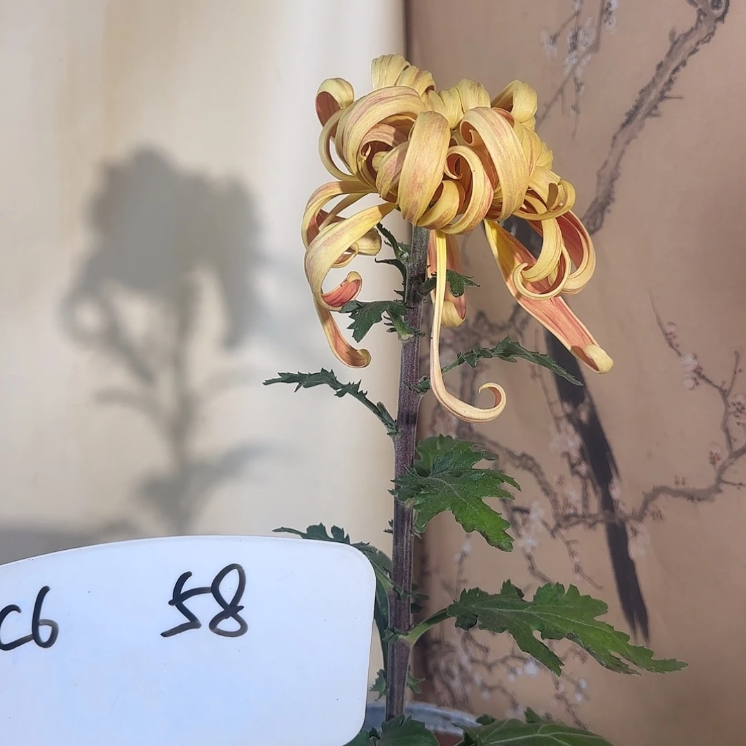 全部花朵C6666666