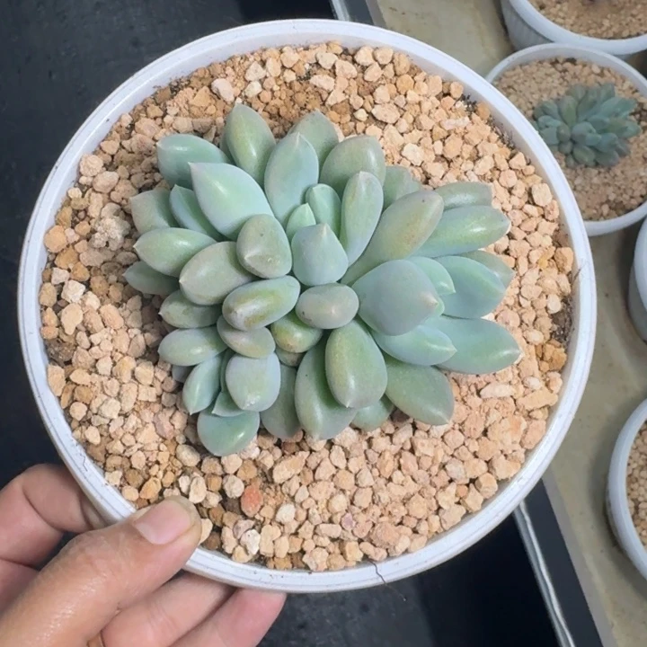 黄胖体 哥特 4头  一物一拍