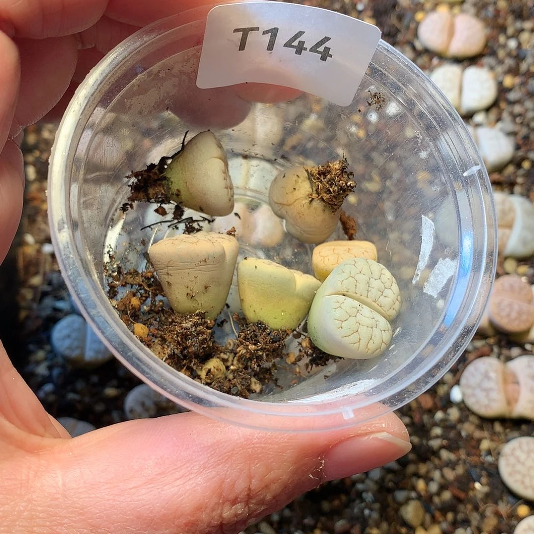 玄*兔T144多肉植物保护研究所