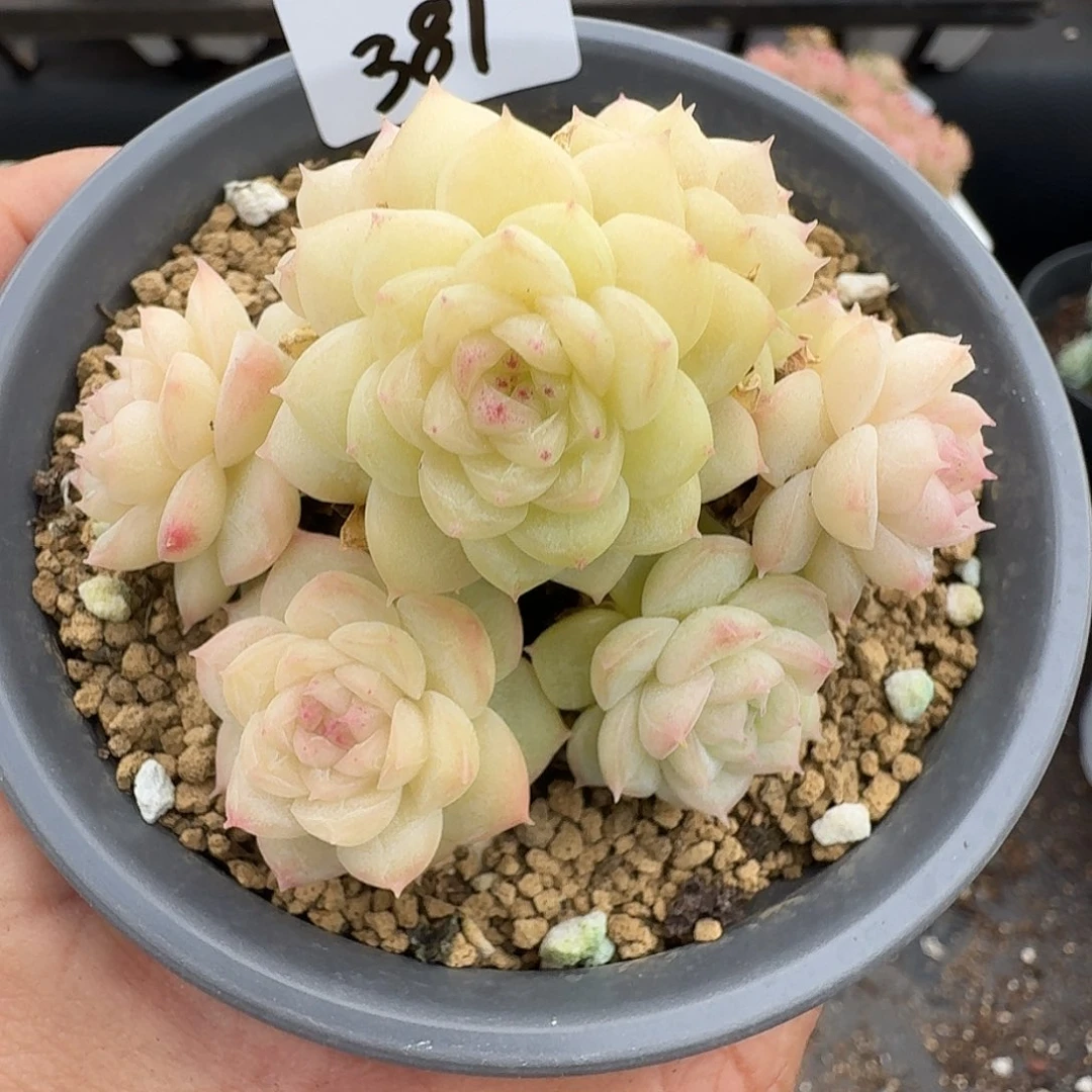 一物一拍一物一拍1213-381