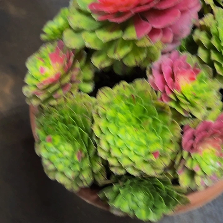 多肉植物知否668一