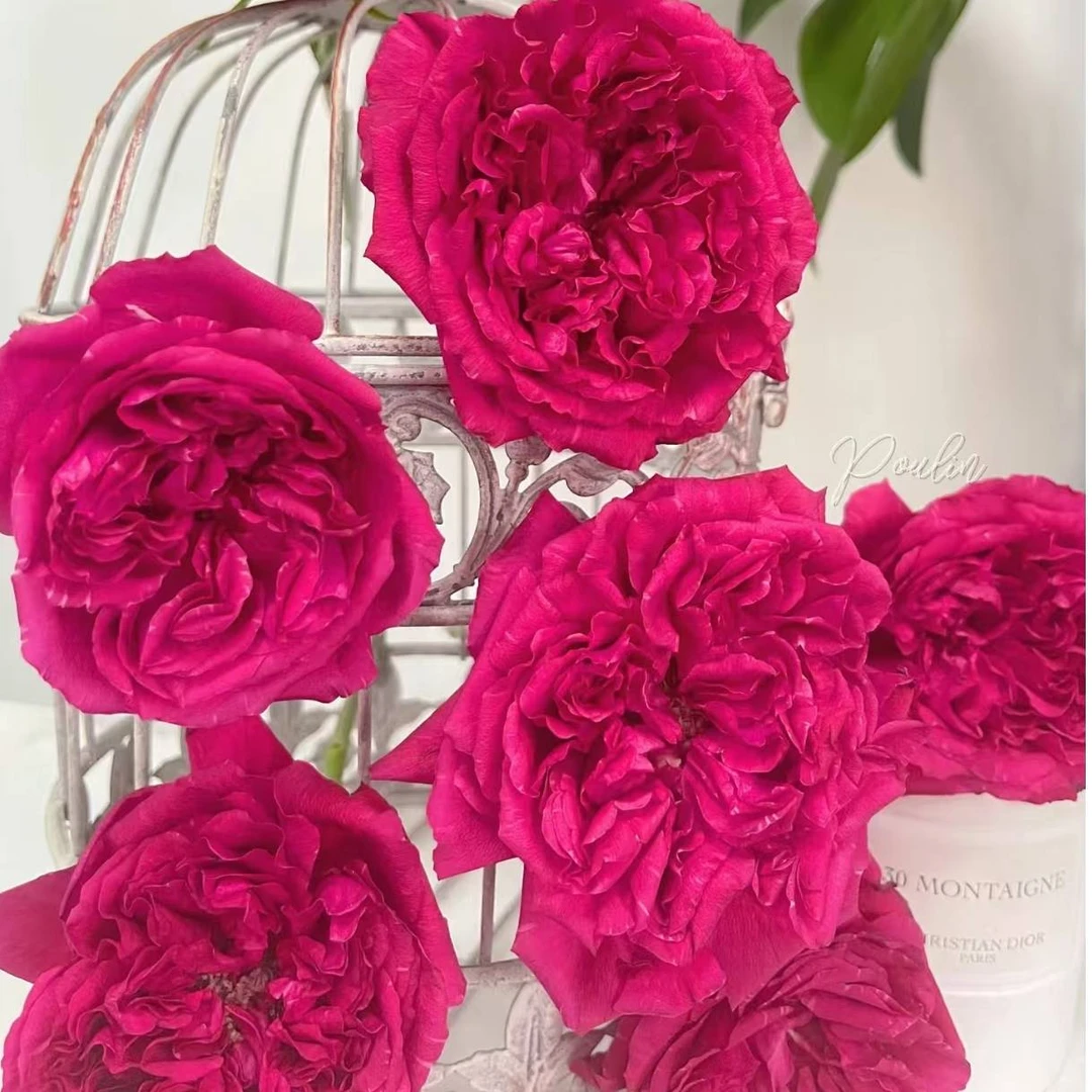 单头树莓荣耀玫瑰鲜切花禾韵基地直发无土顺丰发货