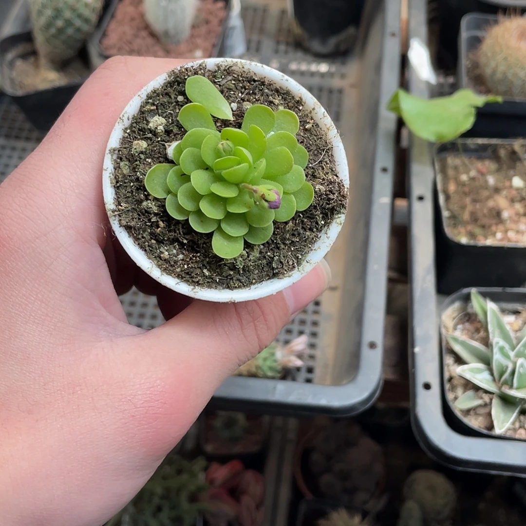 捕蝇草（满18包邮）