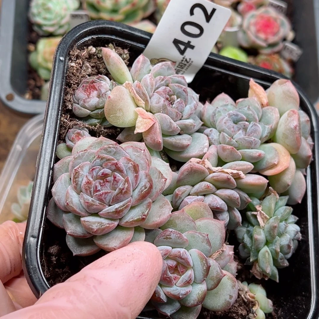 多肉植物多肉植物