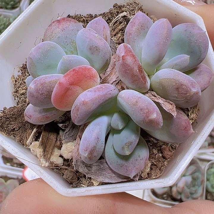 冰美人群19包邮多肉植物