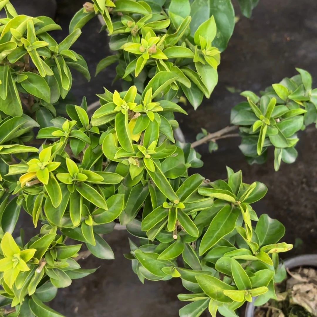 完全开放（艾比）三角梅会落花落叶会光杆苗有大有小