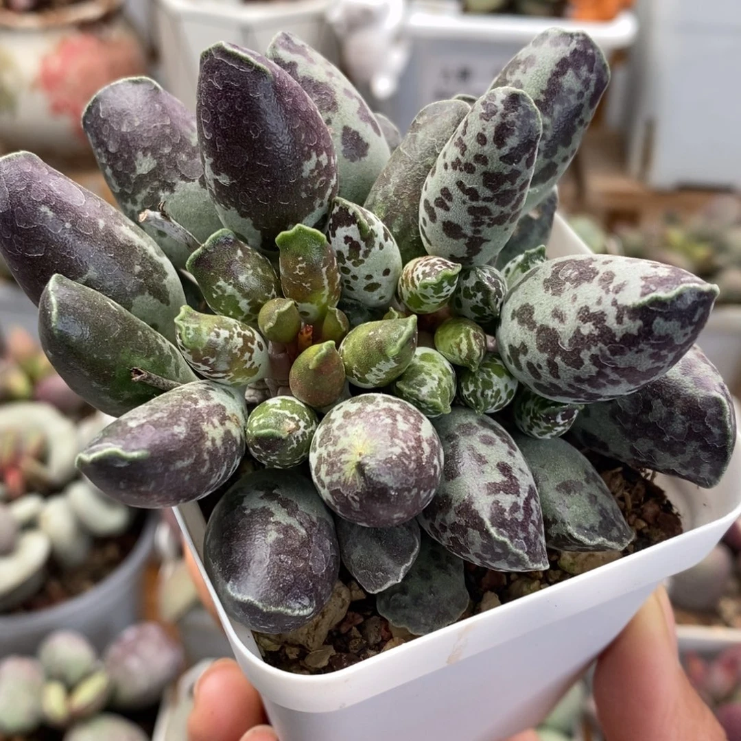 艺妓海豹➕紫肌海豹水泡多肉植物