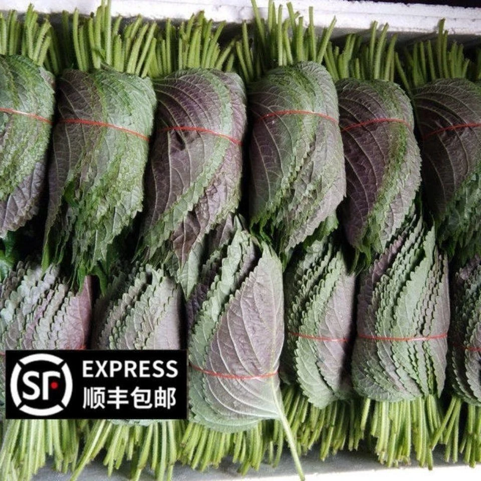 紫苏叶新鲜食用苏子叶东北特产紫苏叶泡菜蘸酱菜烤肉韩式料理包邮