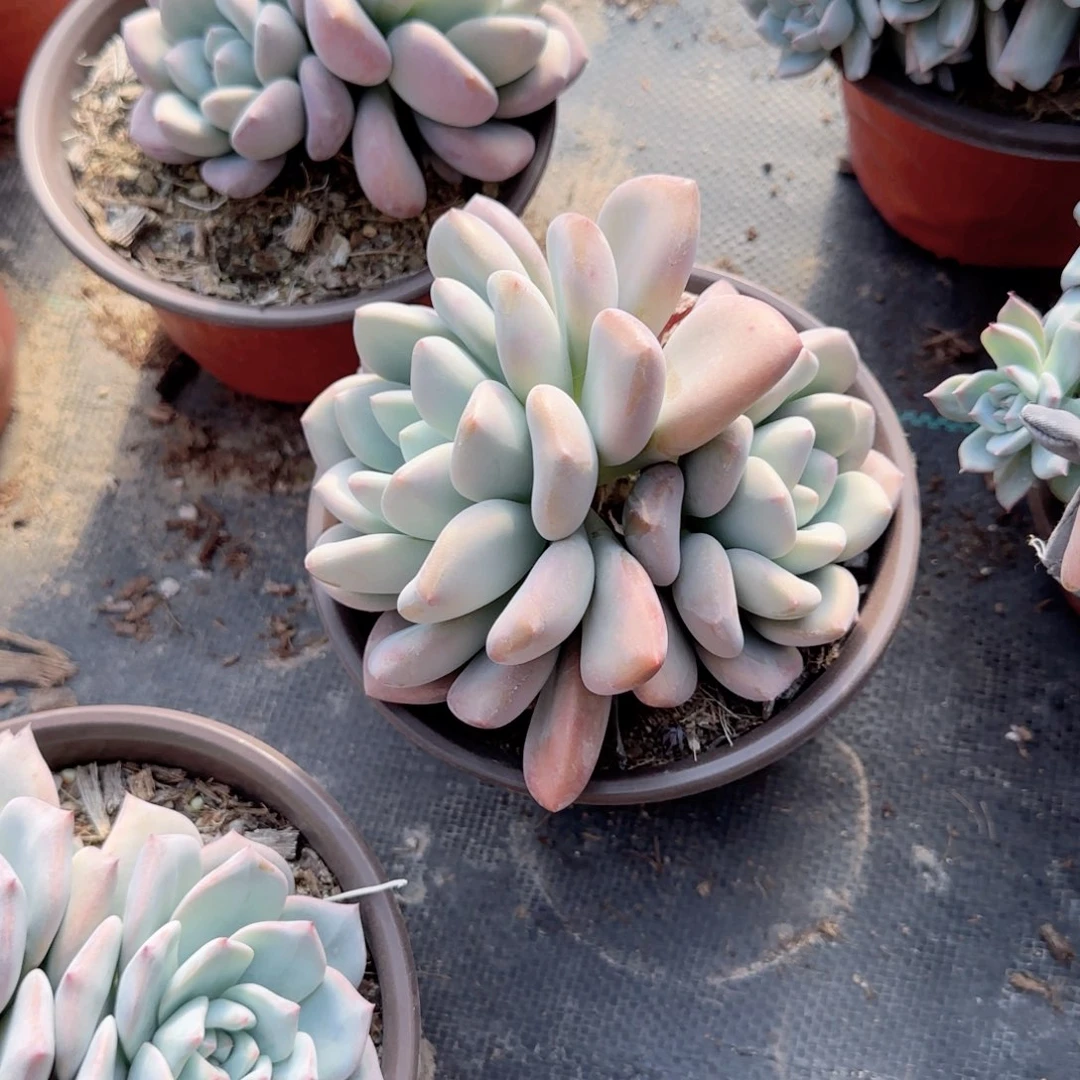 无花朵奥普精控群